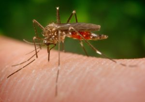 Das Zika-Virus breitet sich seit Monaten auf den amerikanischen Kontinenten aus, photo taken by zvg